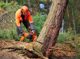 How Our Tree Care Process Works  in Kenly, NC